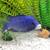 ASSORTED! Colorful peacock Haps African cichlid babies fish cichlids!! 11 thumbnail