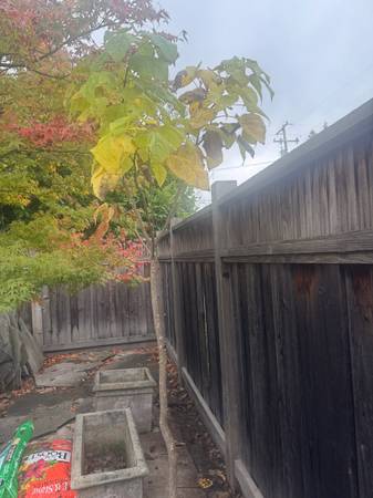 Catalpa Tree 7 Ft. 1