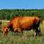 Gentle Heat Tolerant Grass Efficient Cows - Gelbvieh/Red Angus/Senepol 18 thumbnail