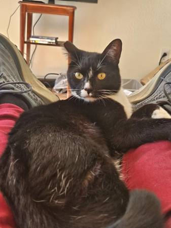 TuxedoCat (sebastopol)63869605457539121