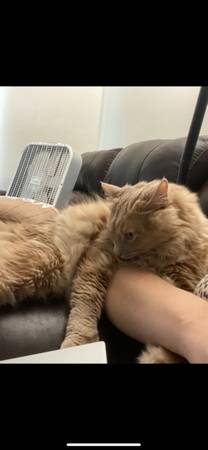 Rehoming a small indoor cat (San Jose)64031023517057124