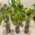 Lot of 12 Devils Ivy Golden Pothos Plants 12 Bottles Dozen 4 thumbnail