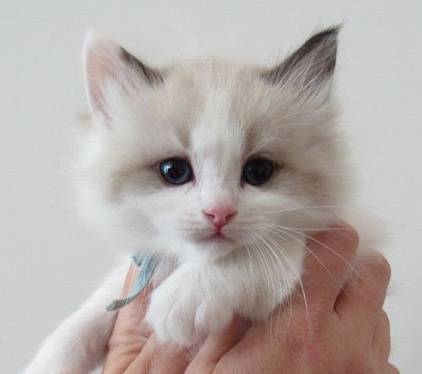 BeautifulRagdoll Kittens!! 1