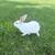 Rabbits 9 thumbnail