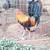 Gamefowl/roosters 9 thumbnail