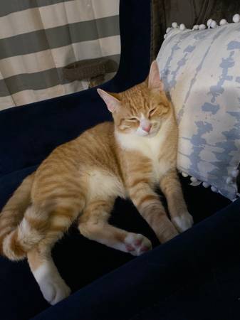 Lost Orange and White Tabby (Pasco)63866763998465121