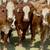 Tigerstripe & Chocolate Braford Replacement Heifers 11 thumbnail