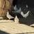 White Pigeons 3 thumbnail