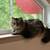 Free to good home - male maine coon cat 4 thumbnail