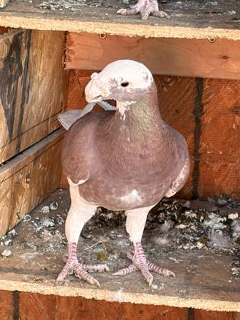 Free beauty homer Pigeon