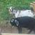 Goats for sale 12 thumbnail