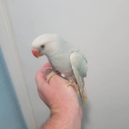 Variety of parrots! Ringnecks, green cheeks, cockatiels, and others! (Dunnellon/Ocala)63687882939777121
