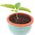 Premium Coconut Coir for Organic Use (OMRI Listed) 11 thumbnail