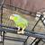 Wrought Iron birdcage (parrot cage) amazons cockatoos etc. 7 thumbnail