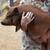 Small pet piglets 22 thumbnail