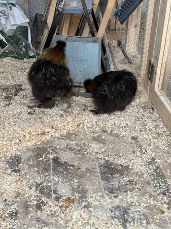 Silkie Rooster 1
