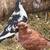Utility King Pigeons 1 thumbnail