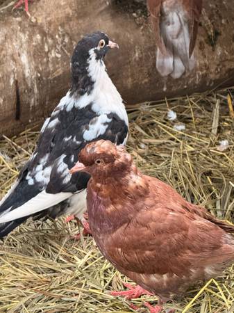 Utility King Pigeons 1