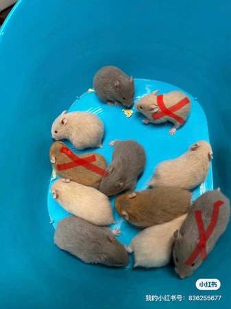 Syrian hamster need rehoming 1