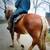 4 yr old sorrel Belgian Gelding rides & drives 1 thumbnail