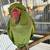 Indian ringneck 3 thumbnail