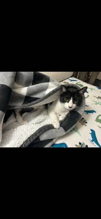 Rehoming cats63905906046595123