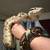 Colombian Red-Tail Boa 4 thumbnail