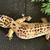 Rehoming Leopard Gecko and Corn Snake 4 thumbnail