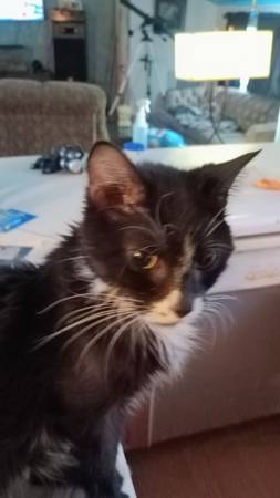 Do you need a cat (Spokane)63970072480643124