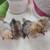 Silkie chicks 9 thumbnail