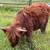 4 - 2024 Scottish Highlander Heifers and 1 Bull 4 thumbnail