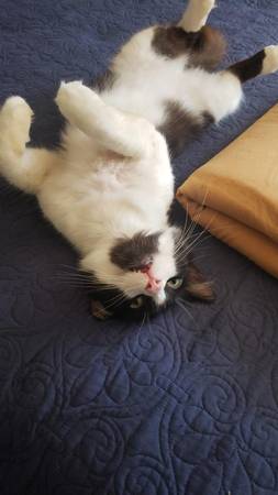 Sweet Cat Is Looking To Be Adopted (hayward / castro valley)63683376851585121