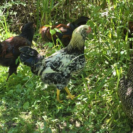 SOLD   -   Young Americana Roosters for sale 1