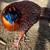 Male Temminck's Tragopan Pheasant 1 thumbnail