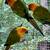 (Limited) Hybrid SunConures 3 thumbnail