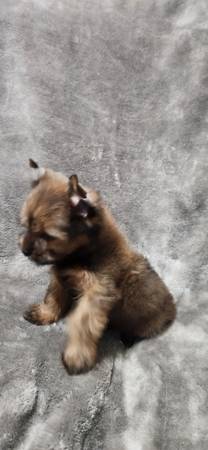 Cachorros lindos yorkies (San Antonio)63372836421379123