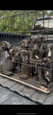 Pitbull/Great Dane Pups $50 (Mobile)63920391129219120
