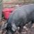 Purebred Mulefoot Sow. Born 3-11-23.  Tame and easy to manage. 1 thumbnail