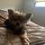 Dogwalker/Overnight Housesitting - Beloved dog & cat whisperer, is me! 4 thumbnail