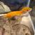 Leopard Gecko 3 thumbnail