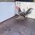Chickens for sale - Speckled Sussex Cockerel 3 thumbnail