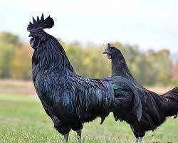 Ayam Cemani Breeding Chicken TRIO from APA hatchery 1