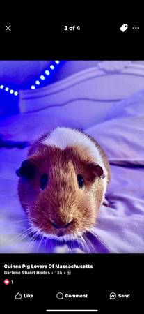 friendly female  guinea pig looking for a new home (lynnfield)63655651255425120
