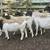 Doper sheep 8 thumbnail