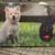 Pet Sitting & Boarding- Horses-Dogs-Cats-Farm Animals 21 thumbnail