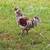 Rooster 1 thumbnail