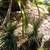 -- Mexican Grass trees -- Dasylirion longissimum 12 thumbnail