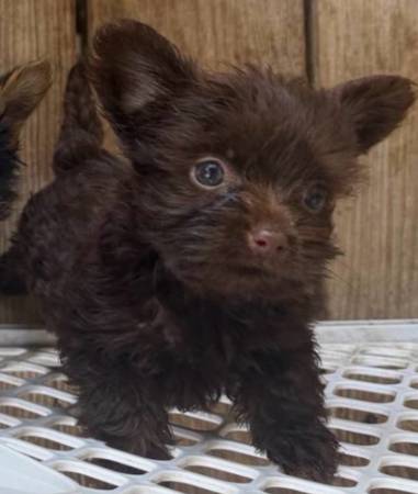 Yorkie pup 1