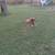 German Shepherd/Pyrenees puppies looking for a forever home 2 thumbnail