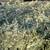 Compressed Alfalfa*Timothy*Orchard*Teff Grass* Bale starts @ 5 thumbnail